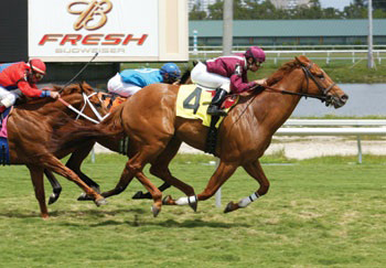 Turning for Home: PTHA Founds a Thoroughbred Horse Rescue with Teeth