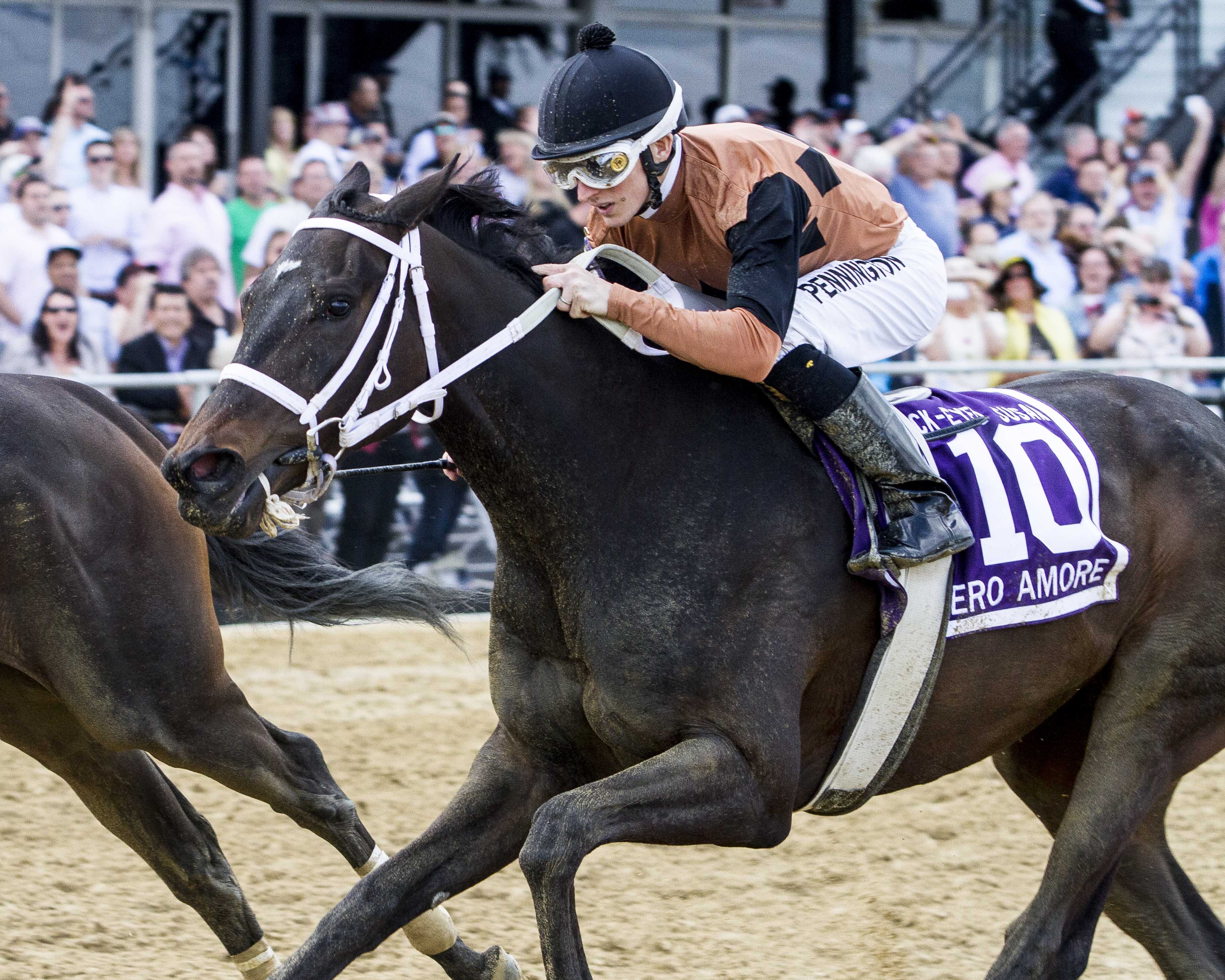 Vero Amore Second in Black-Eyed Susan