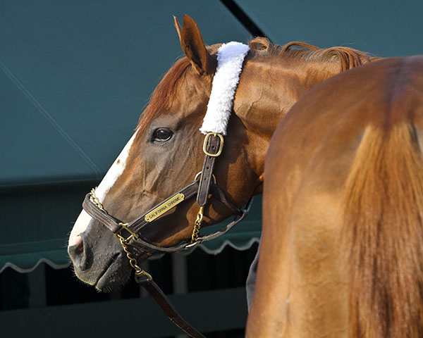 California Chrome Arrival Set for Tuesday